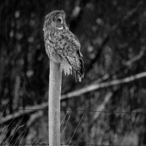 a barred owl perches on top of a wooden fence post in a snowy field, with a backdrop of dark, blurred trees. its feathers blend into the wintery surroundings.