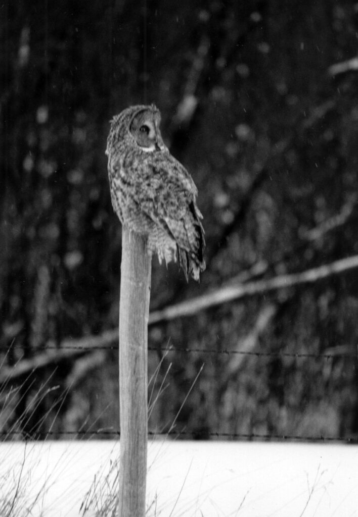 Bob Soltys – Great Grey Owl