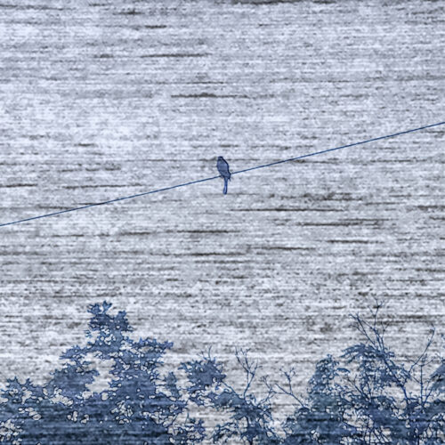 a single bird is perched on a wire above silhouetted tree tops, with a textured, grayish sky in the background.