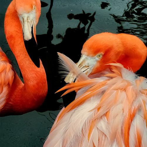 two bright orange flamingos stand close together by dark water; one faces forward while the other preens its feathers. their vibrant plumage contrasts with the black, reflective background.