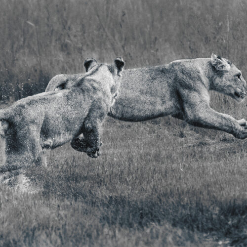 two young lions run and leap through tall grass, with one in mid air and the other chasing closely behind, water splashing around their paws in a natural, wild setting.