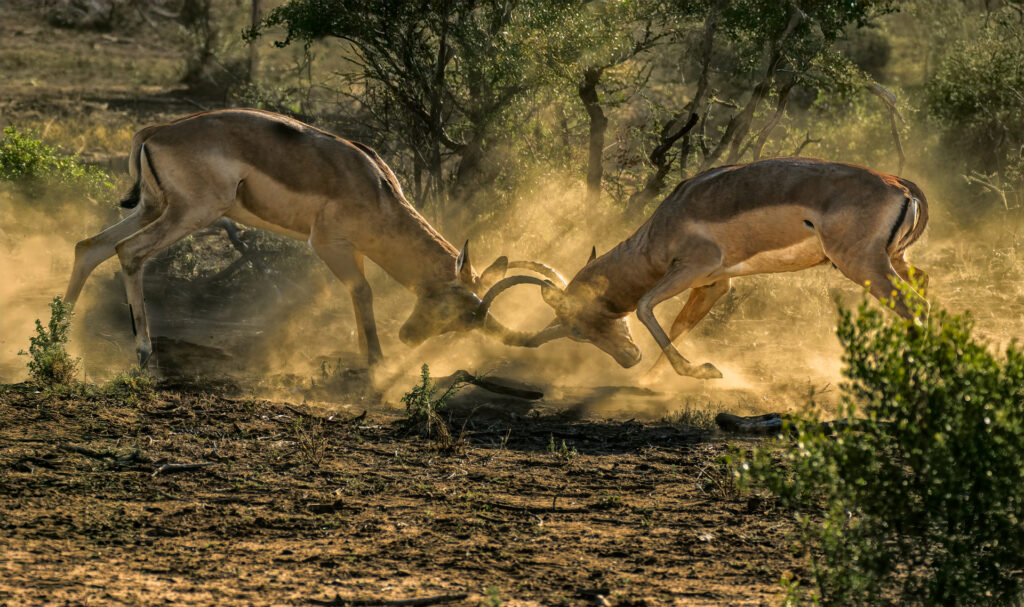 Ricky Workman – Battle of the Impalas