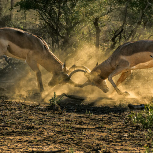 two antelopes lock horns in a dusty, intense fight on dry ground, surrounded by sparse greenery and trees in the background.