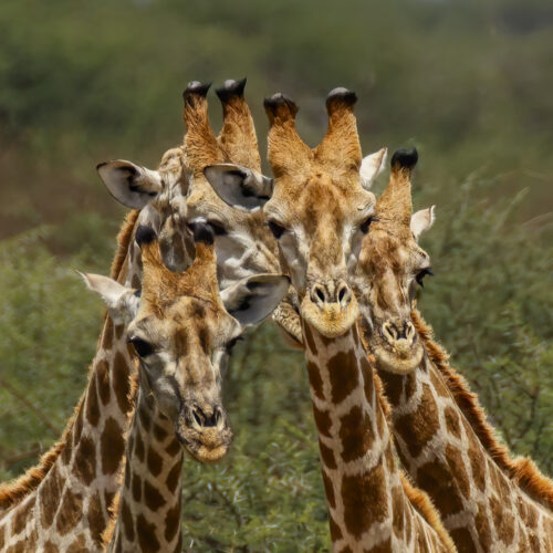 five giraffes stand close together, their long necks and patterned coats overlapping as they face the camera, with green foliage and a blurred background behind them.