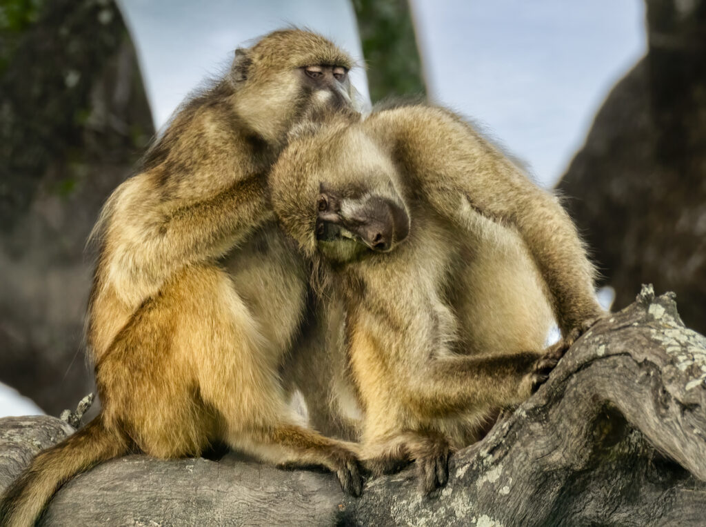 Ricky Workman – Baboons grooming each other