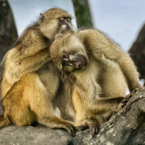 two monkeys sit closely together on a tree branch. one monkey grooms the other, which leans in with its head tilted, appearing relaxed. their fur is brown, and the scene is calm and intimate.