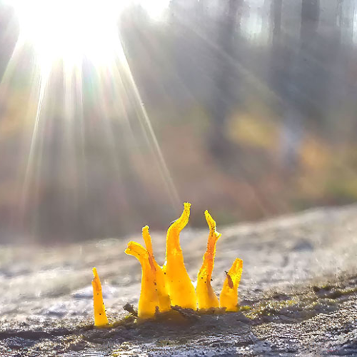 Russell Fennick - Proud Little Lichen