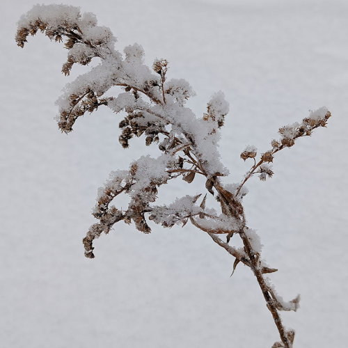 Russell Fennick - Frosted Flower