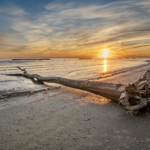 Nicholas Gill - The lonely beach tree