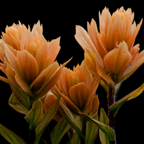 Don Jacobson - Castilleja gracillima