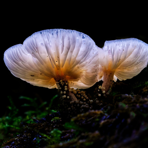 Don Jacobson - Backlit Mushroom