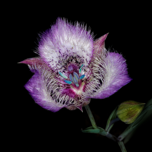 Don Jacobson - Calochortus tolmiei