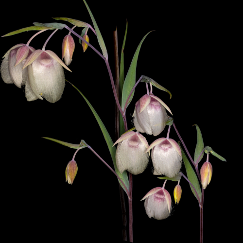 Don Jacobson - Calochortus Albus