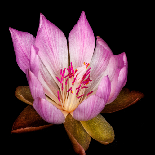 Don Jacobson - Bitterroot, Lewisia rediviva