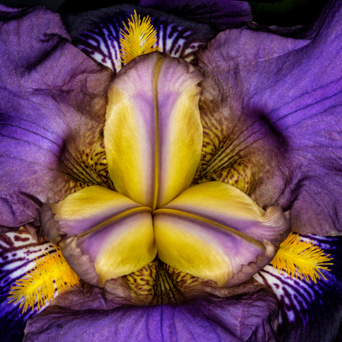 Don Jacobson - Iris