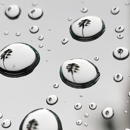 Peter Jordan - Palm Tree Thoughts 1