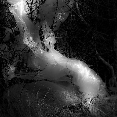 A translucent plastic bag snagged in dark, bare tree branches.