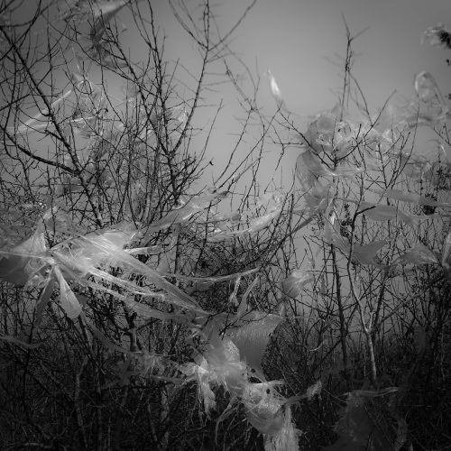 Black and white image of plastic bags tangled in the bare branches of a tree.