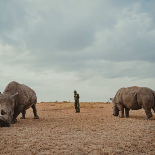 Two rhinos stand on dry grass under a cloudy sky, with a person in uniform—perhaps overseeing an e-commerce project—positioned between them in the distance.