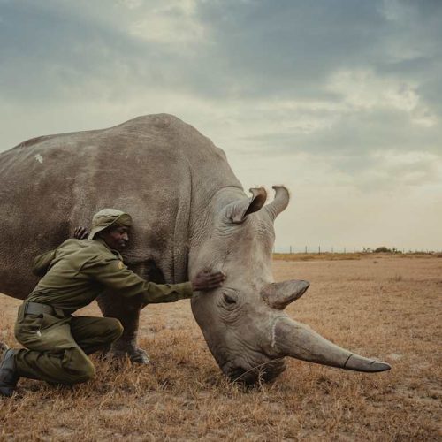 A person in uniform gently touches a large rhinoceros grazing on dry grass, with a cloudy sky in the background—a rare and captivating scene that would stand out even on an e-commerce wildlife photography platform.