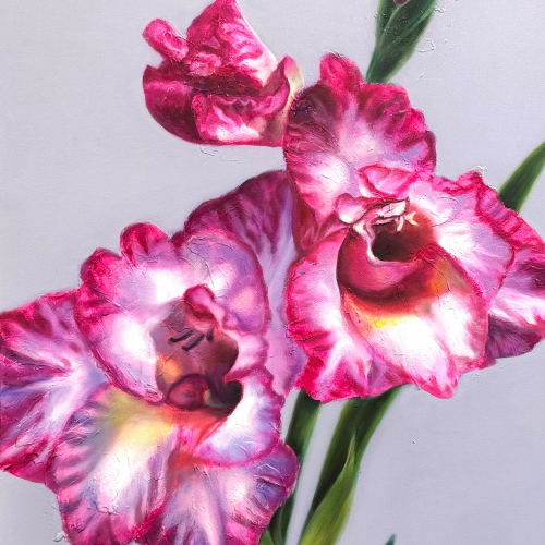 Oil painting of vibrant pink and white gladiolus flowers on a light gray background.