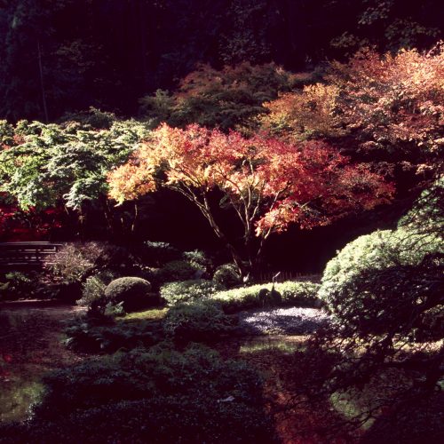 Sunlight illuminates colorful autumn trees and well-manicured bushes in a peaceful Japanese garden, with a small wooden bridge visible in the background and a tranquil pond in the foreground—creating a picturesque scene reminiscent of elegant e-commerce website backdrops designed to evoke serenity and harmony.
