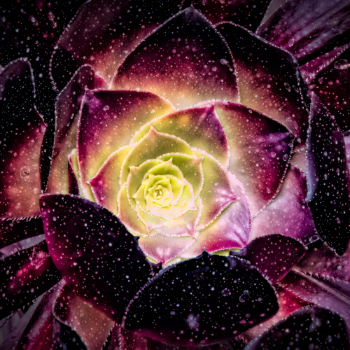 Top-down view of a dark purple and lime green succulent plant with water droplets on its leaves.