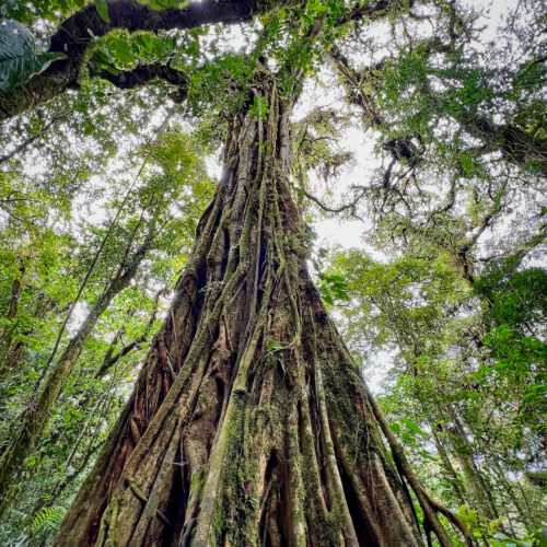a towering tree with thick, twisting roots and branches reaches upward in a dense, green rainforest, surrounded by lush foliage and dappled sunlight filtering through the leaves.