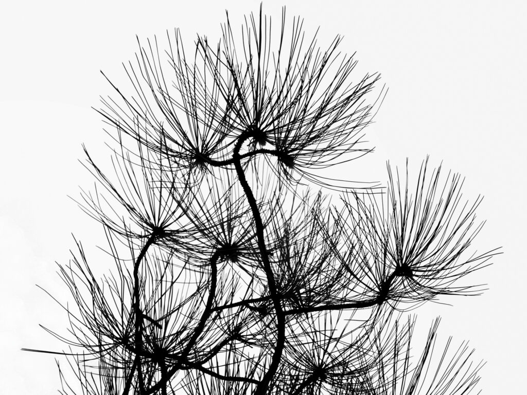 Norman Gabitzsch – Pine Needles in Notan