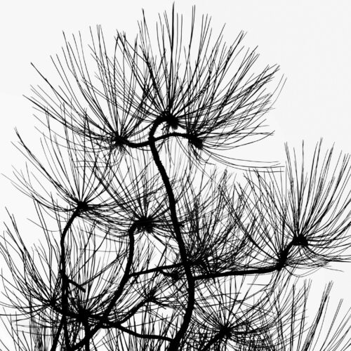 black and white image of pine tree branches with long, thin needles spread out against a white background, creating a striking, abstract pattern with sharp lines and contrasts.
