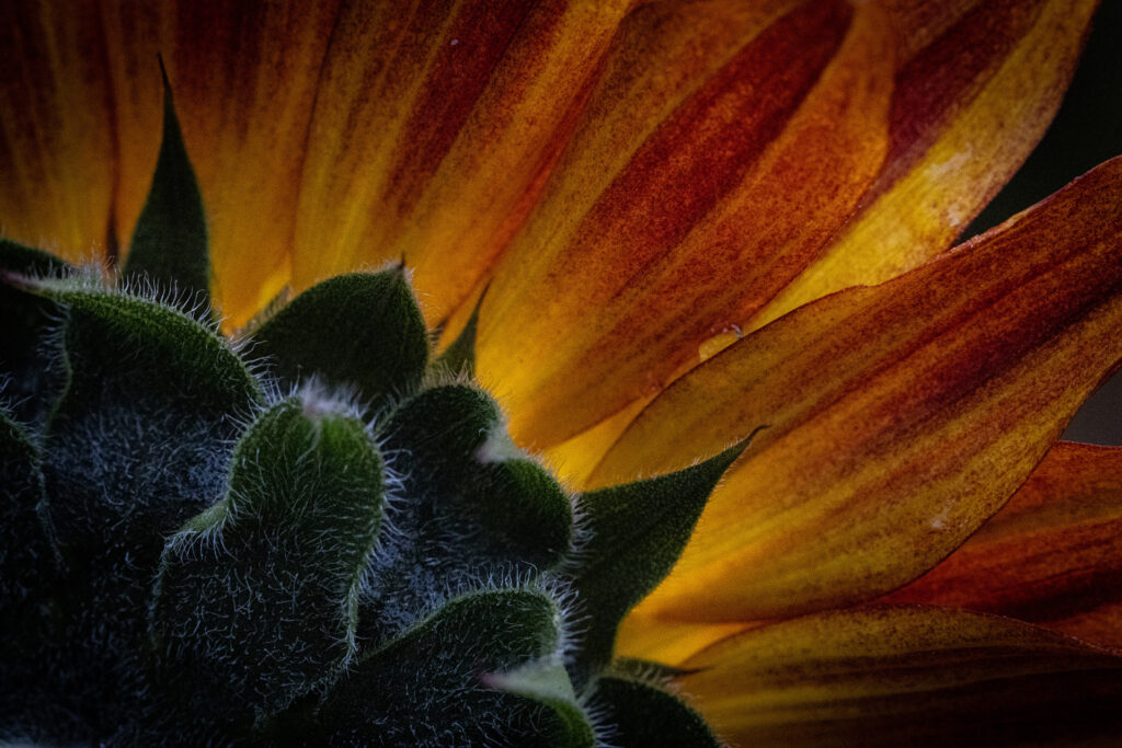 David Jacobs – Sunflower Macro
