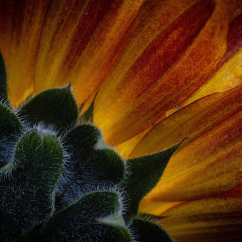 close up of the back of a sunflower showing green, hairy sepals and vibrant yellow orange petals with red streaks, captured in soft light.