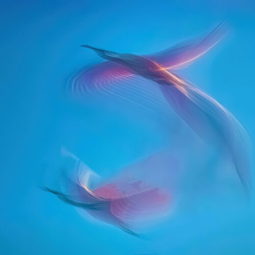 two birds in flight are captured with a motion blur effect against a bright blue background, creating an abstract and ethereal appearance with hints of pink and purple in their wings.