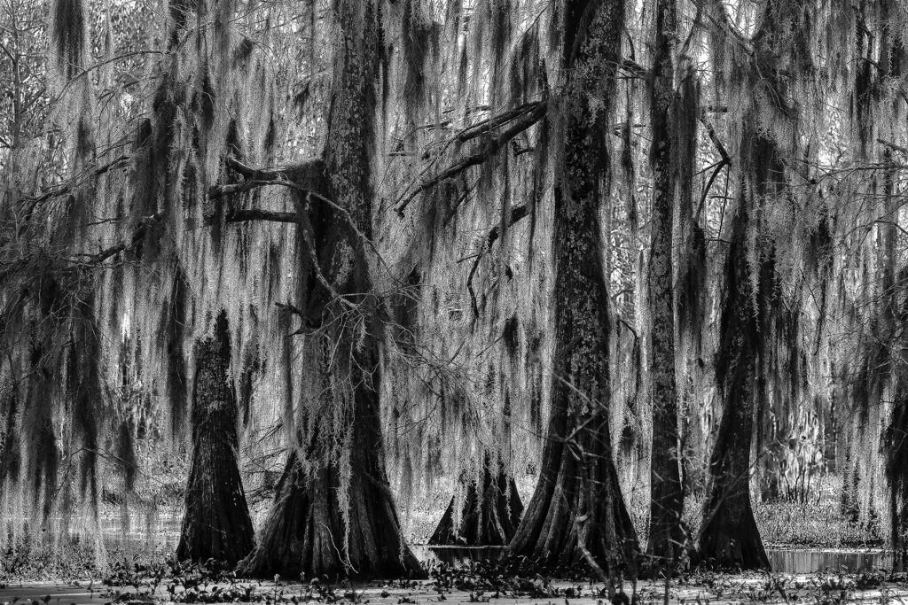 Bette Kauffman – Ghost Dancers