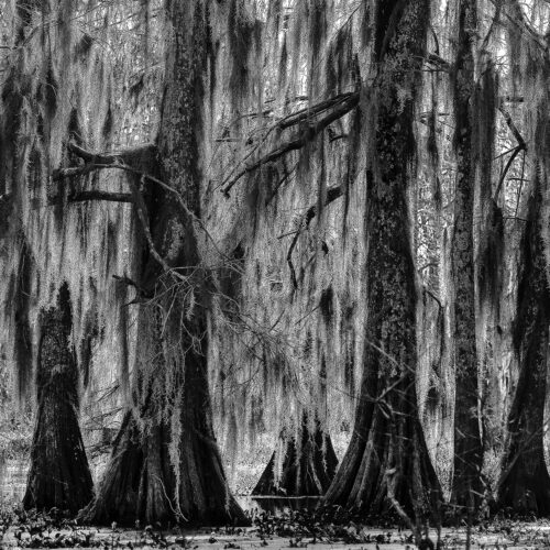 black and white photo of a swamp with large cypress trees draped in hanging spanish moss, their roots visible above still water, creating a dense and eerie natural scene.
