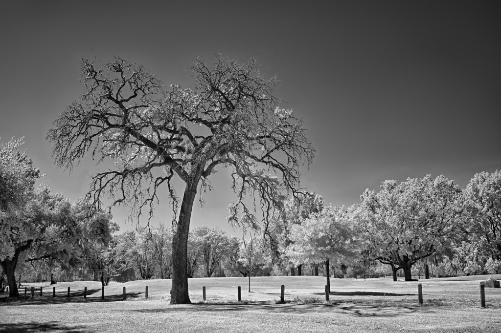 Norman Gabitzsch – Struggling Tree on the Hermann Golf Course