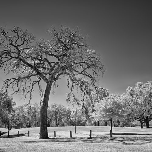 Norman Gabitzsch - Struggling Tree on the Hermann Golf Course