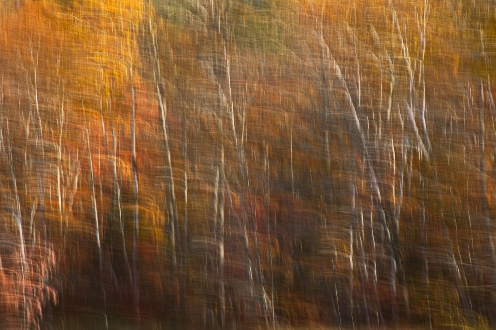 Ingrid Hann – Autumn in Motion