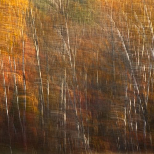 Ingrid Hann - Autumn in Motion