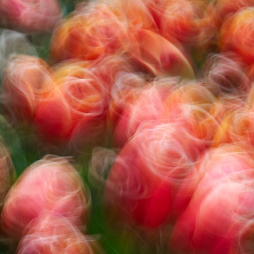 Kayla Crouch - Tangoing Tulips