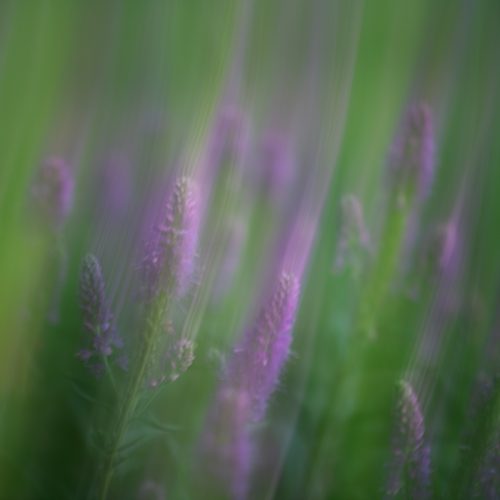 Kayla Crouch - Purple Peace